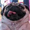 pugglewuggle